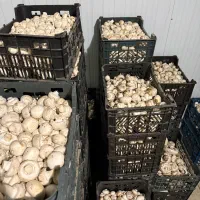 قارچ درجه سه