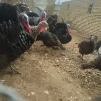 بوقلمون برنز انگلیسی وتخم نطفه دار|حیوانات مزرعه|آشخانه, |دیوار