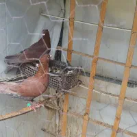 جفت سرخ کرمانی کاکلی