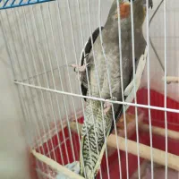 عروس خاکستری ماده بالغ دستی|پرنده|خورموج, |دیوار