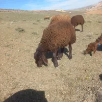 بره شیری ۳۰ کیلویی