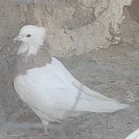 فروش تعدادی کبوتر|پرنده|دهدشت, |دیوار