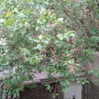 واحدهای دربست خانوادگی پارکینگ تکواحد تمیز|اجارهٔ کوتاه‌مدت آپارتمان و سوئیت|تهران, نظام‌آباد|دیوار