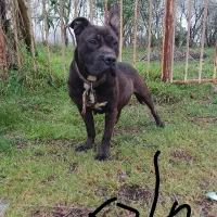 یه جفت سگ|سگ|رشت, کوی قدس|دیوار