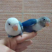 کوتوله بزیلی یووینگ|پرنده|قم, یزدانشهر|دیوار