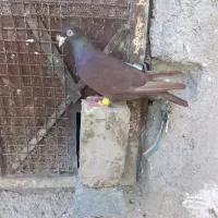 زرد و سرخ پلاکی