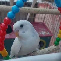 فروش مرغ عشق بالغ سفید کمر آبی دستی|پرنده|زرقان, |دیوار