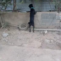 سگ نر قدر جونی