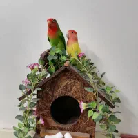 طوطی برزیلی|پرنده|تهران, مینای جنوبی|دیوار