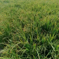 برنج کامفیروزی اصل رو از کشاورز خریداری کنید|خوردنی و آشامیدنی|درودزن, |دیوار