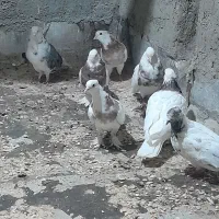 طوقی|پرنده|اصفهان, قائمیه|دیوار