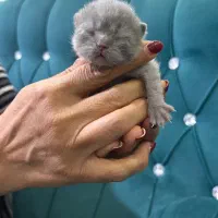 گربه اسکاتیش فولد