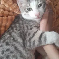 گربه تقریبا بالغ گمشده
