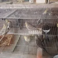 عروس هلندی