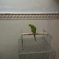 طوطی ملنگو سخنگو|پرنده|تهران, یافت آباد جنوبی|دیوار