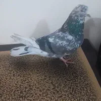 کفتر سرور چاپی