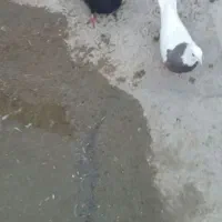 زاغ جوانه ماده|پرنده|سنقر, |دیوار