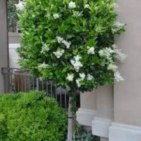 خدمات باغبانی و فضای سبز تعویض خاک گلدان گلها آپار|خدمات باغبانی و درختکاری|تهران, الهیه|دیوار