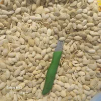 تخمه کدو گوشتی ۳۲۰ نقدی|عمدهفروشی|بهمن صغاد, |دیوار