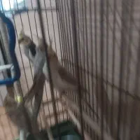 2عدد عروس هلندی|پرنده|رشت, پل تالشان|دیوار