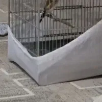 سهره جوجه قفس شرور