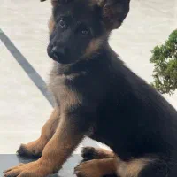 ۳ طوله ۴ ماه ژرمن دوتا موبلند یکی پسر|سگ|نوشهر, |دیوار