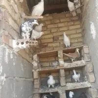 کبوتر|پرنده|کلاله, |دیوار