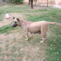 سگ سرابی ماده