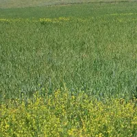 زمین کشاورزی (دیم)