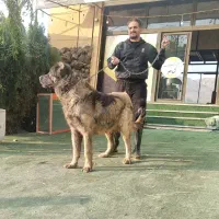 واگذاری سگ سرابی|سگ|کرج, آتشگاه|دیوار