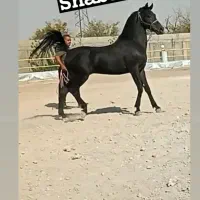 رهن-و-اجاره-کارگاه