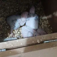 مونچیک گرینچیک تراکوییس پاین اپل