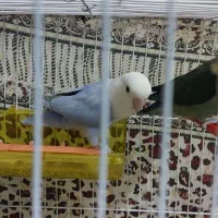 موقعیت پاکدشت