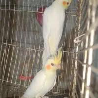 عروس هلندی دون خور باشه