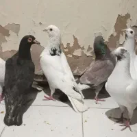 کفتر بوم