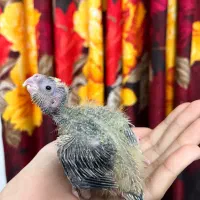 عروس هلندی سرلاکی|پرنده|لنگرود, |دیوار