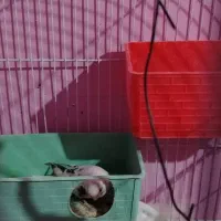 2 جفت مرغ عشق کار داده سالم|پرنده|قزوین, |دیوار