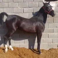 کره سالار نوه چابک اصلی  کره سهیل حیدر  وکره یورش