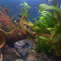 اکواریوم وماهی