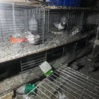 جفتکن کبوتر