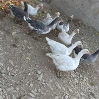 قاز محلی گوشتی|حیوانات مزرعه|خاو و میرآباد, |دیوار