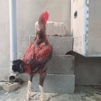 خروس لاری افغان