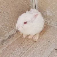 خرگوش