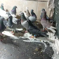 کفتر پرشی 2 دسته 35 تایی