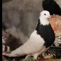 کبوتر|پرنده|نورآباد ممسنی, |دیوار