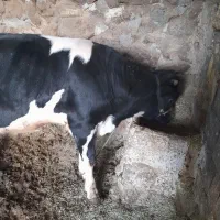 گوساله