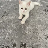 گربه ملوس