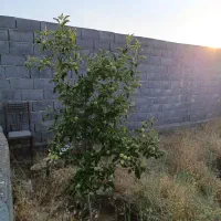 فروش زمین ۸۰۰ متری در فردوسی|فروش زمین و ملک کلنگی|مشهد, فردوسی|دیوار