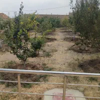 هرس ،باغبانی و طراحی فضای سبز|خدمات باغبانی و درختکاری|اردبیل, |دیوار