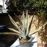 کاکتوس آگاو